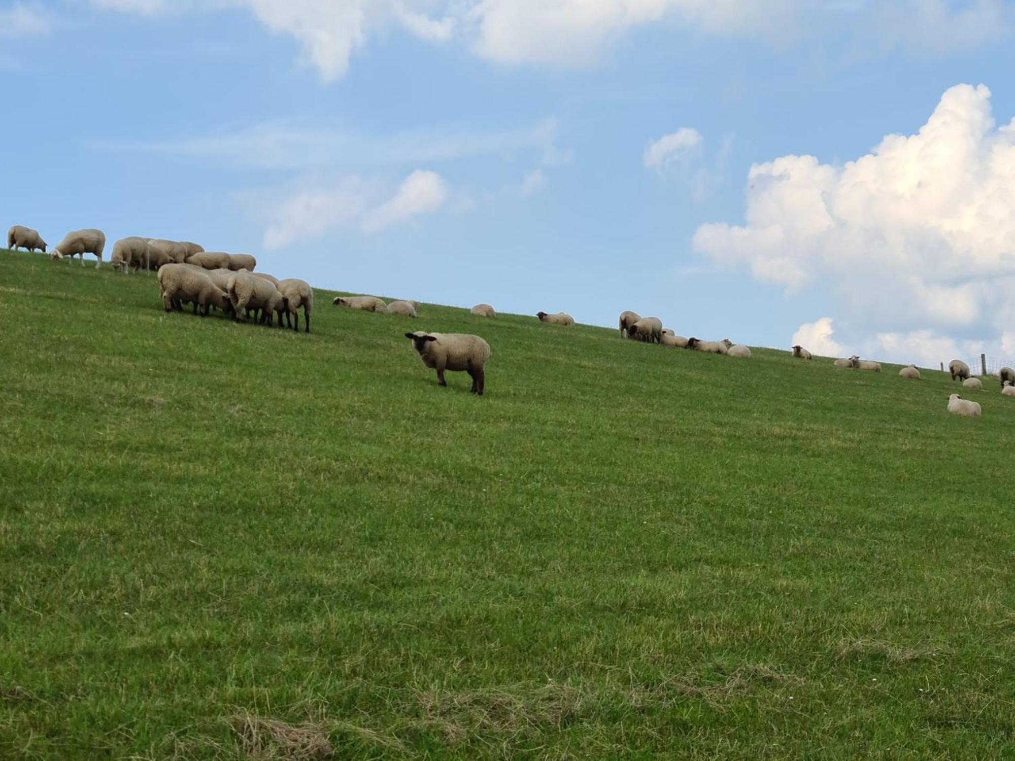 Haus Pudelwohl - Hundefreundliches Ferienhaus An Der Nordseekueste Sehestedt  Buitenkant foto